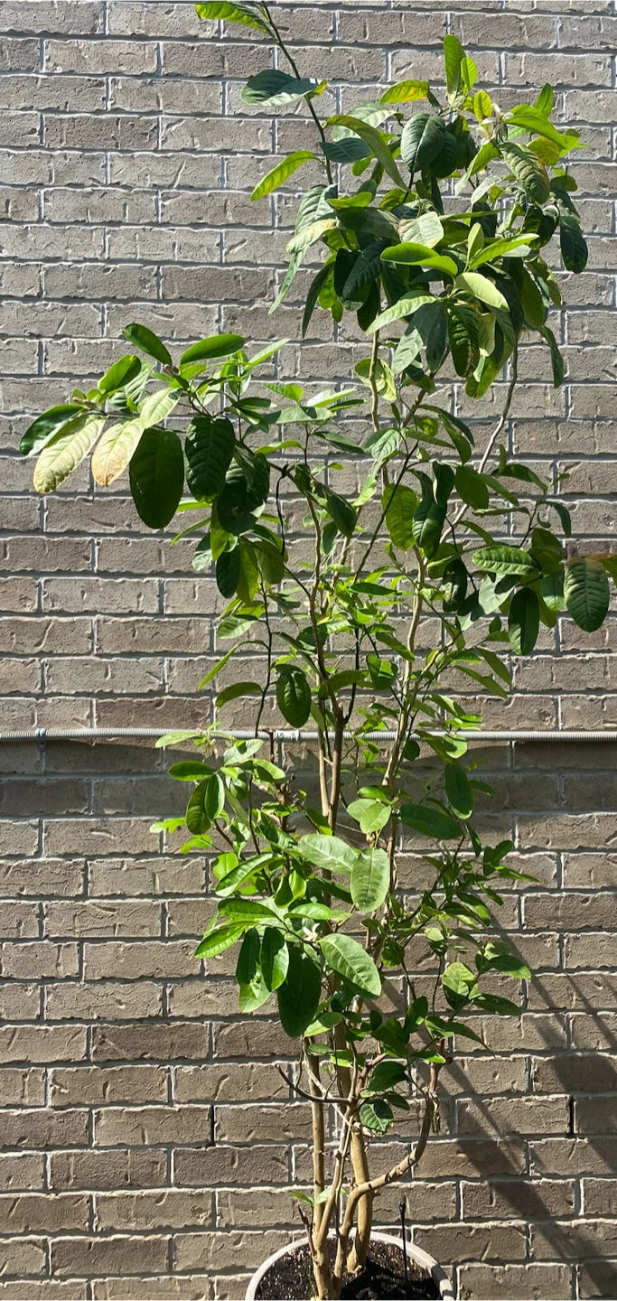 Lemon Tree (Bangladeshi Zara) in Pot