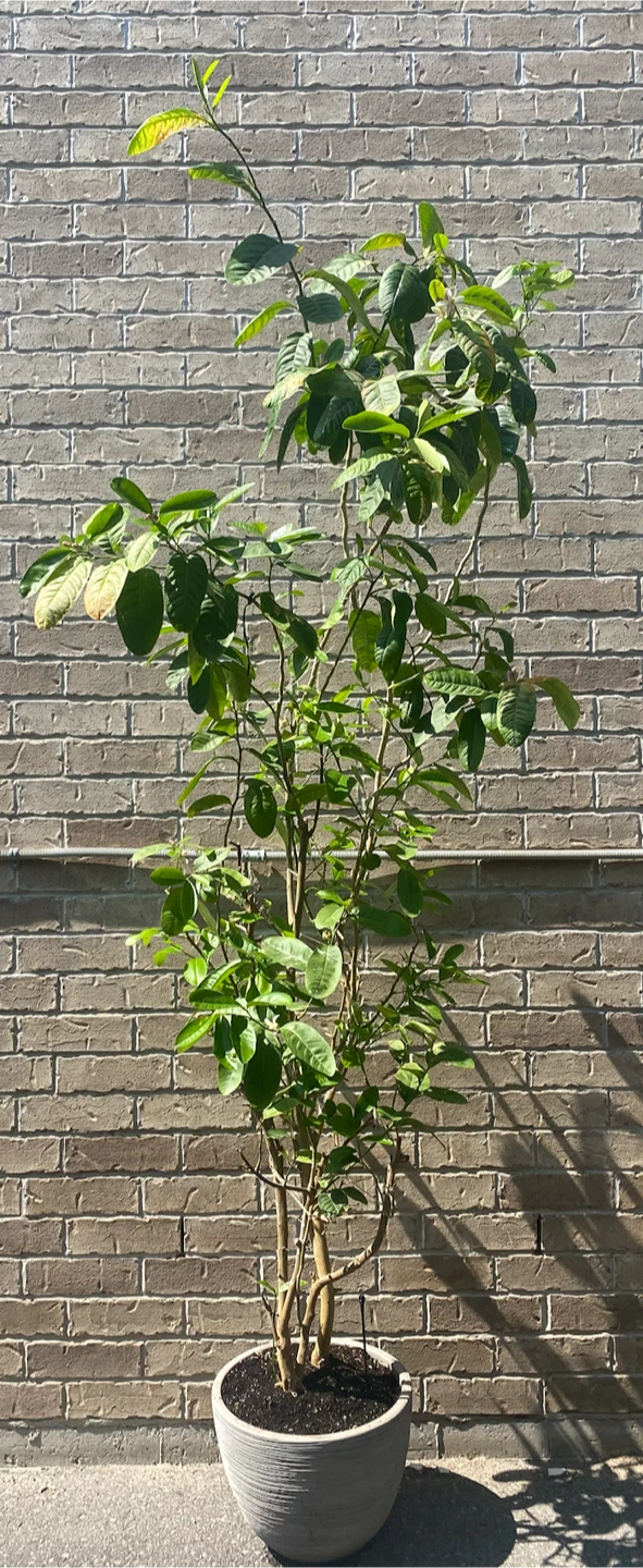 Lemon Tree (Bangladeshi Zara) in Pot - photo 2