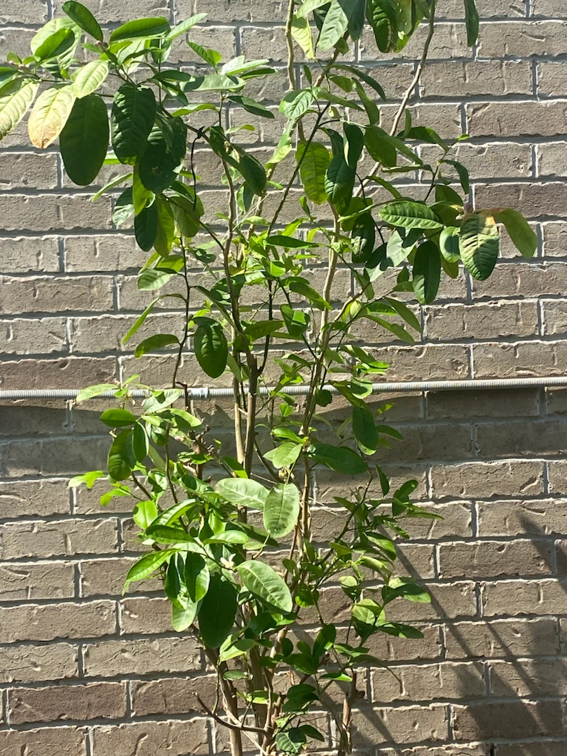 Lemon Tree (Bangladeshi Zara) in Pot - photo 3