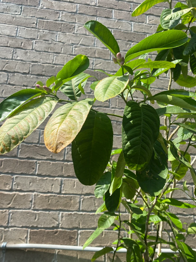 Lemon Tree (Bangladeshi Zara) in Pot - photo 4