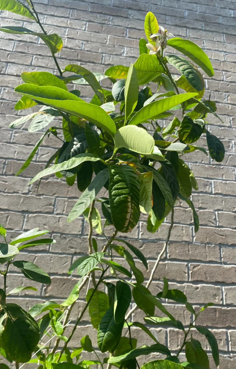 Lemon Tree (Bangladeshi Zara) in Pot - photo 5