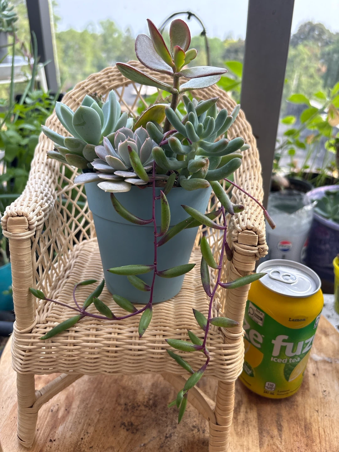 Assorted Succulent Plant Arrangement