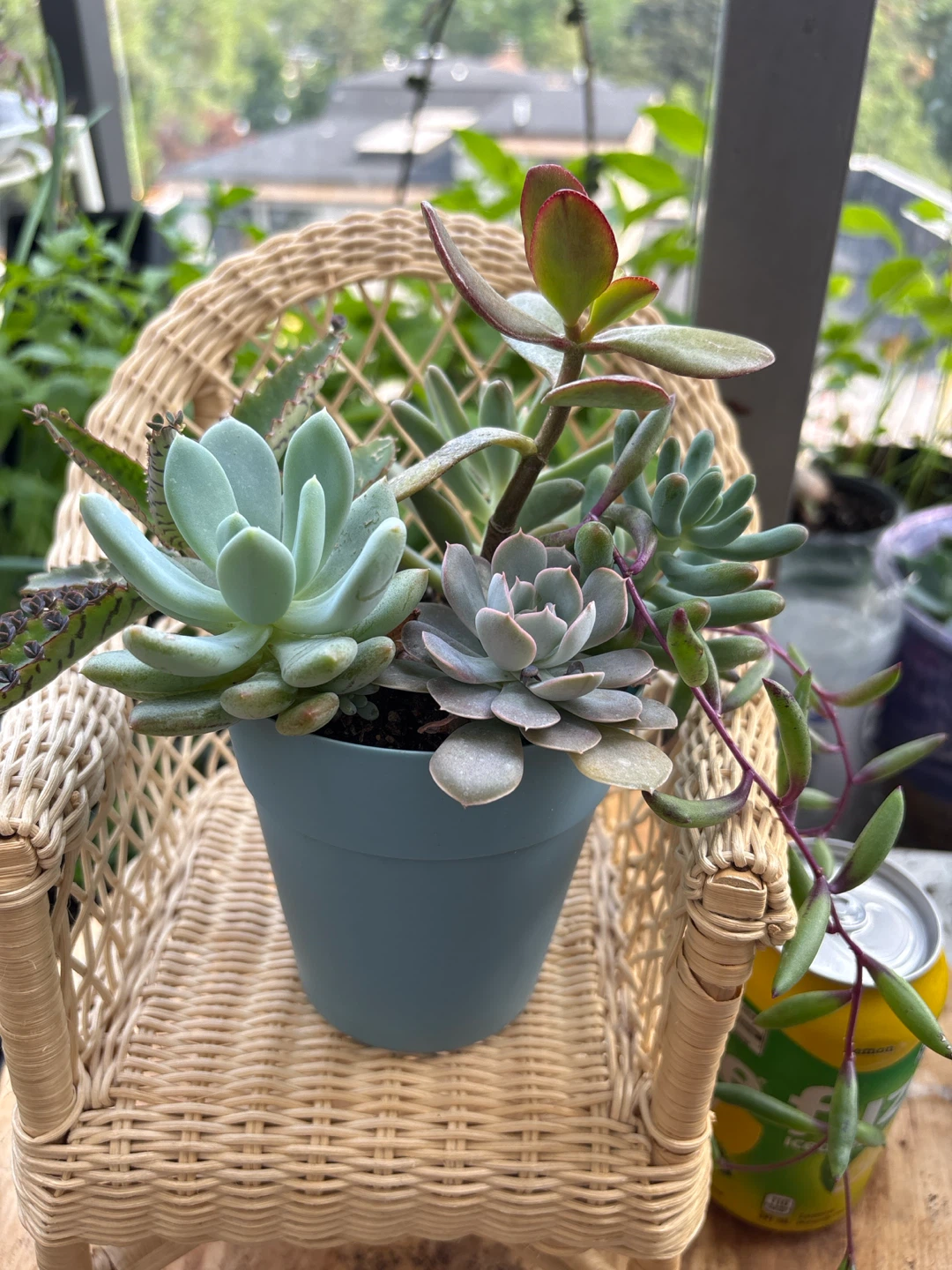 Assorted Succulent Plant Arrangement - photo 2
