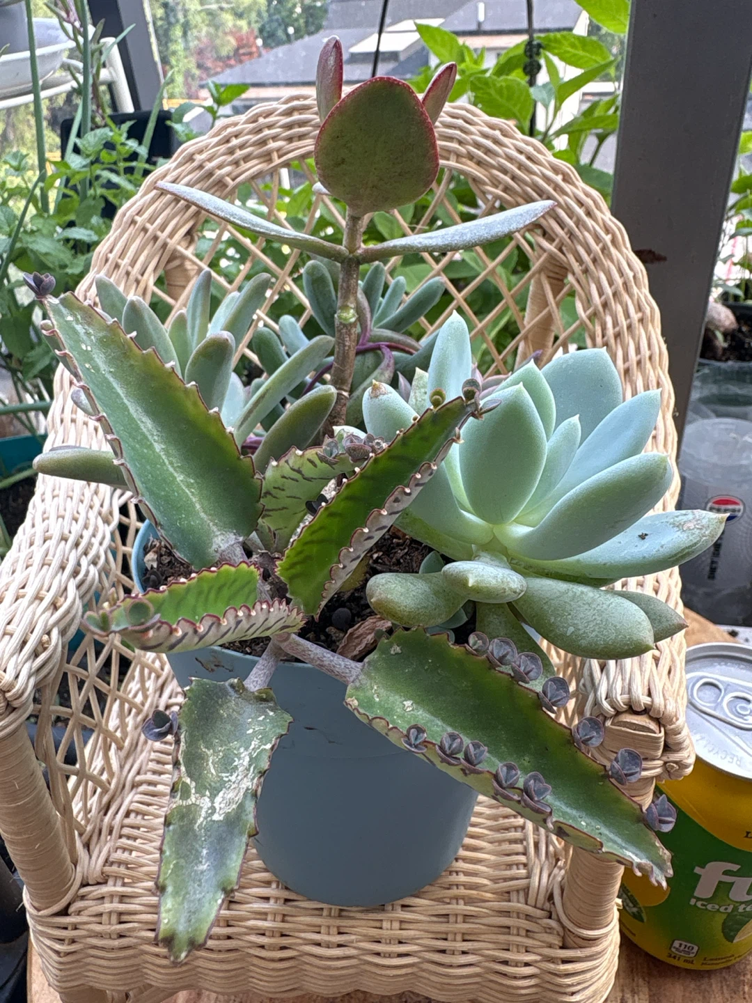 Assorted Succulent Plant Arrangement - photo 3
