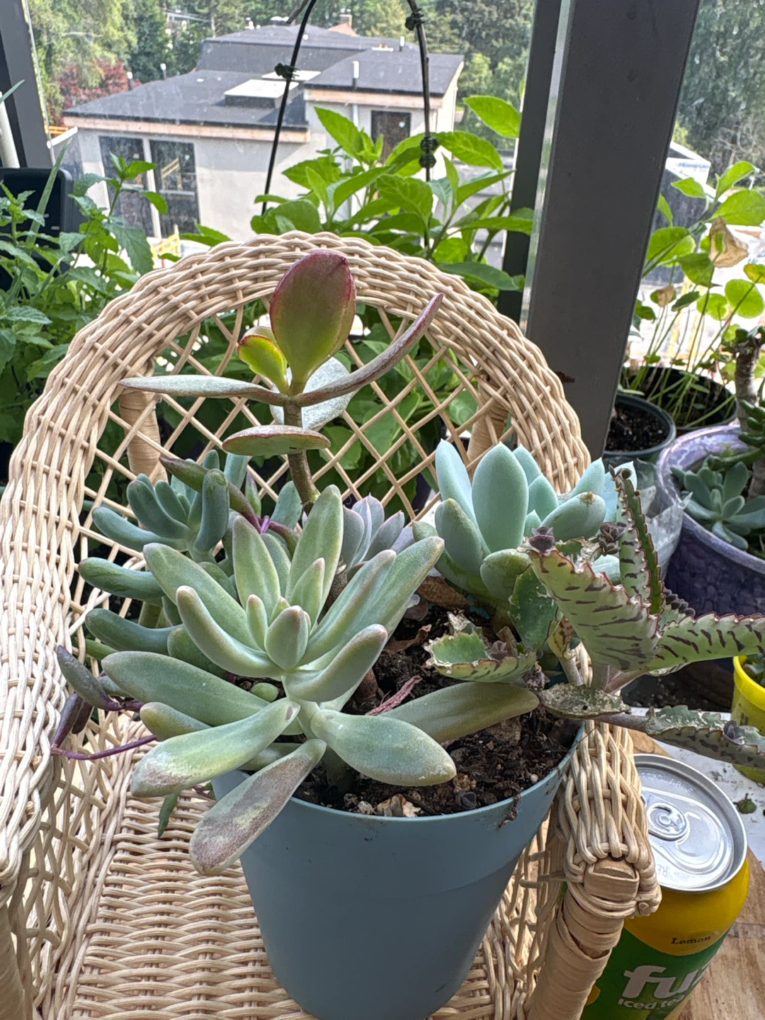 Assorted Succulent Plant Arrangement - photo 4