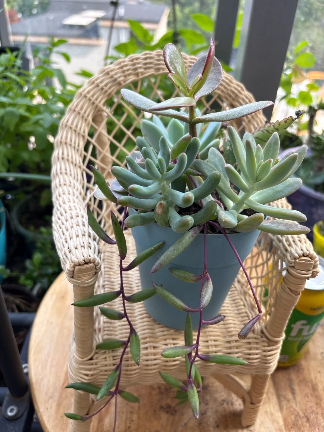Assorted Succulent Plant Arrangement - photo 5