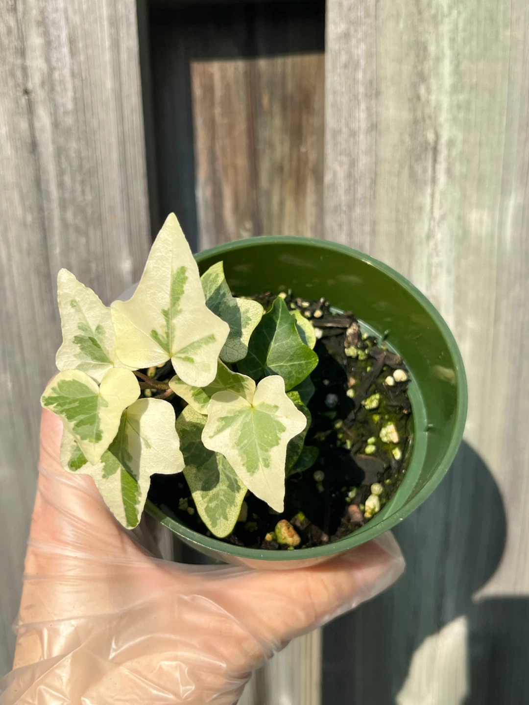 Variegated English Ivy Plant in 4” Pot