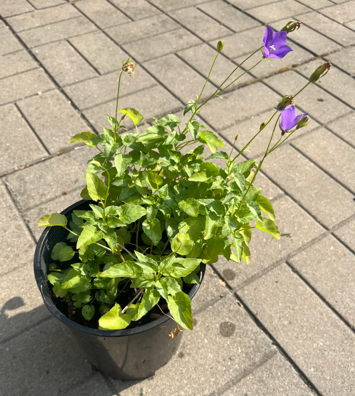 (Perennial)Campanula/ Bellflower plant in 6.5” pot