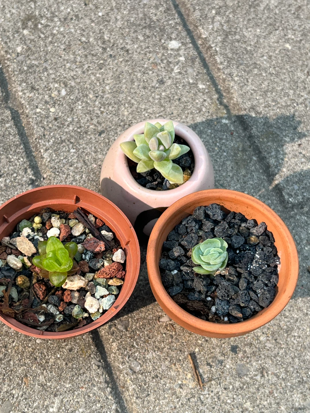 Mini succulents 3 for $10