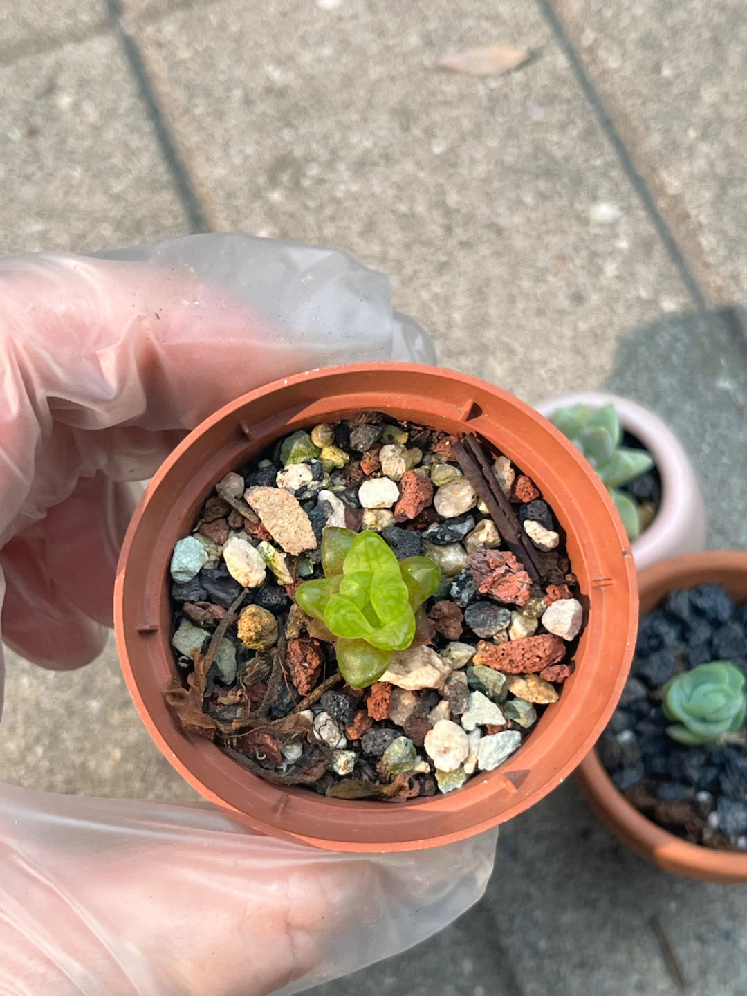 Mini succulents 3 for $10 - photo 2