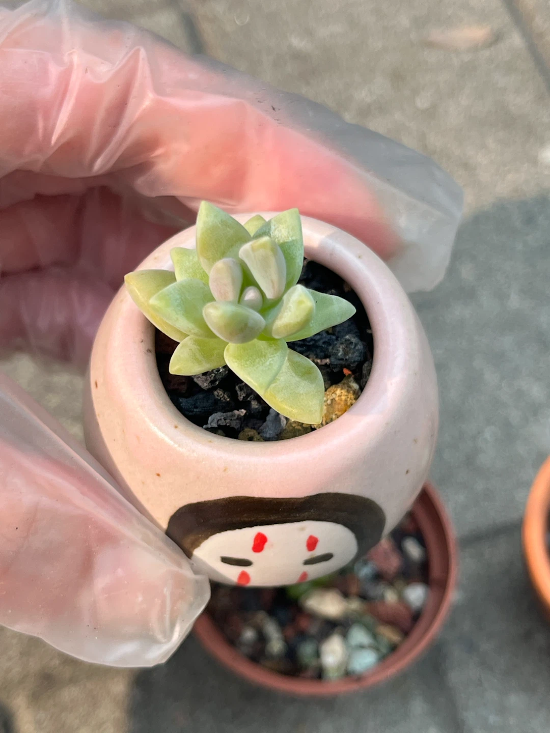 Mini succulents 3 for $10 - photo 3