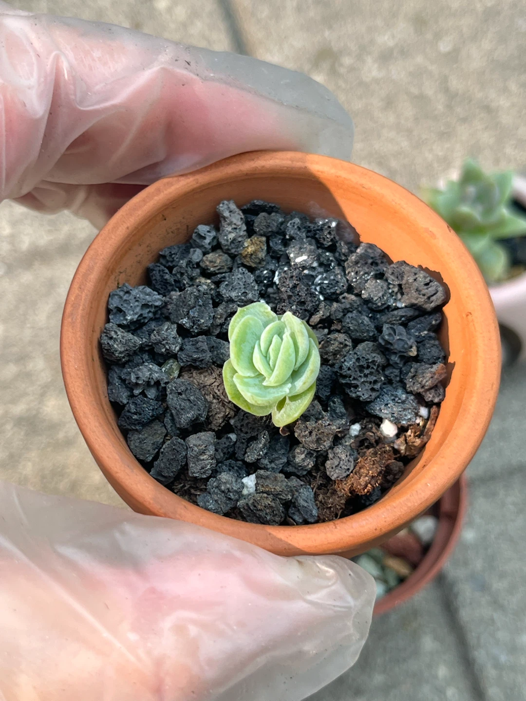Mini succulents 3 for $10 - photo 4