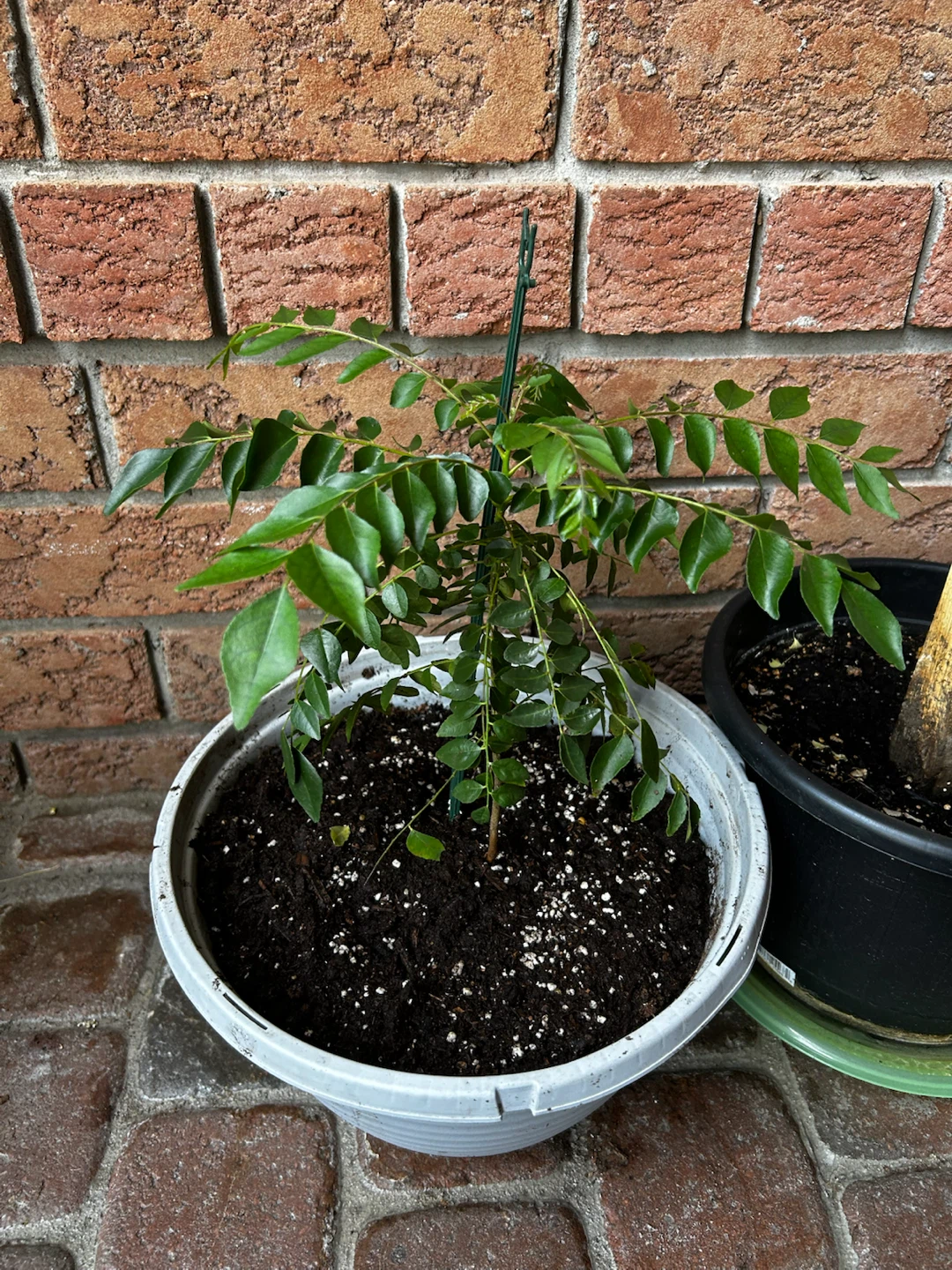 Healthy Curry Leaf Plant in Pot