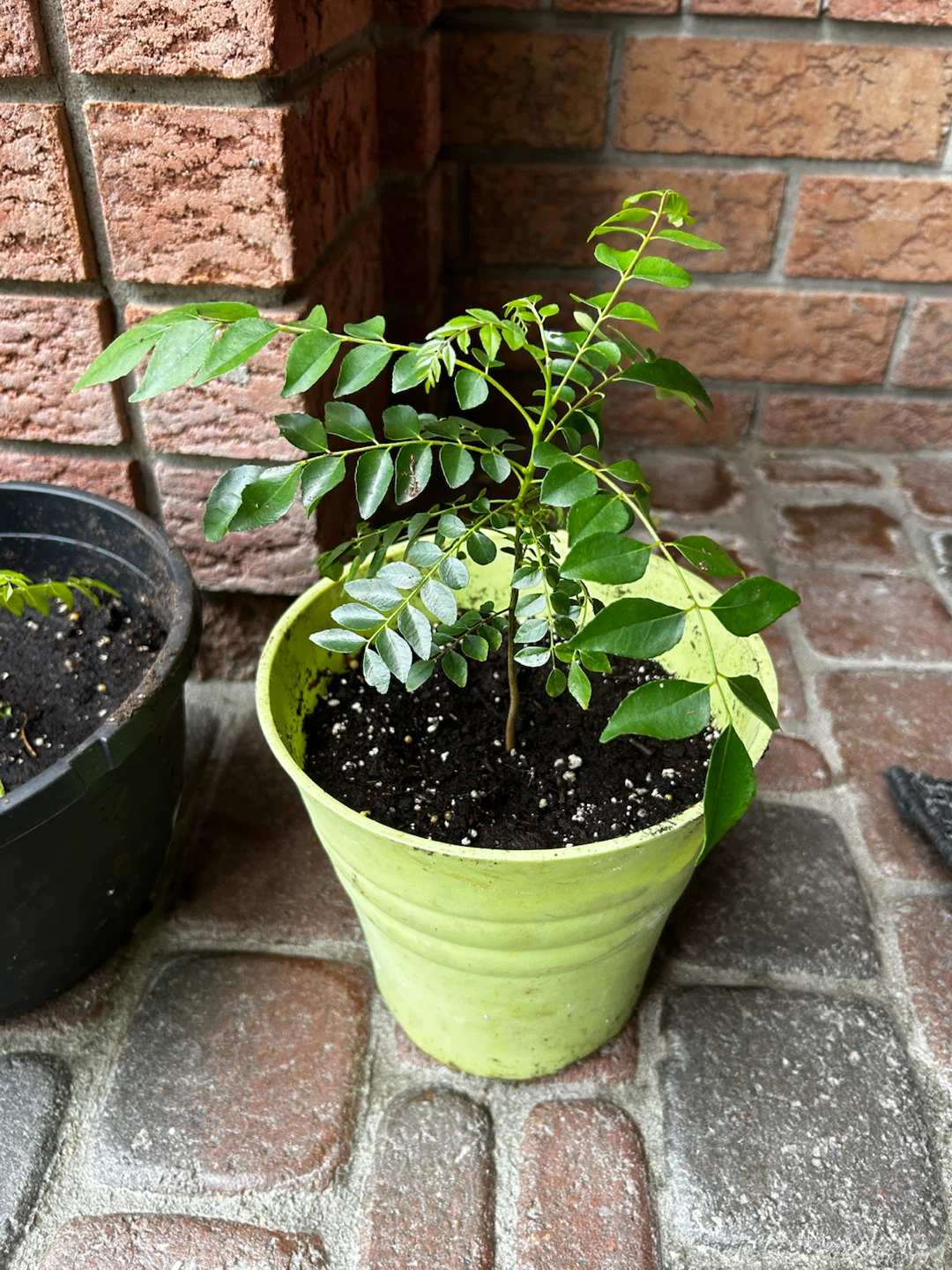 Healthy Curry Leaf Plant in Pot - photo 2