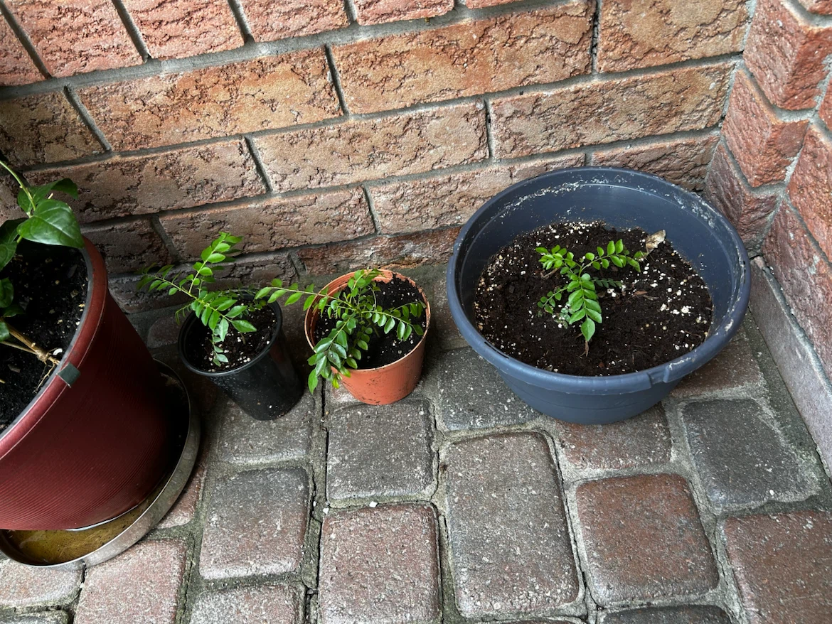 Healthy Curry Leaf Plant in Pot - photo 3