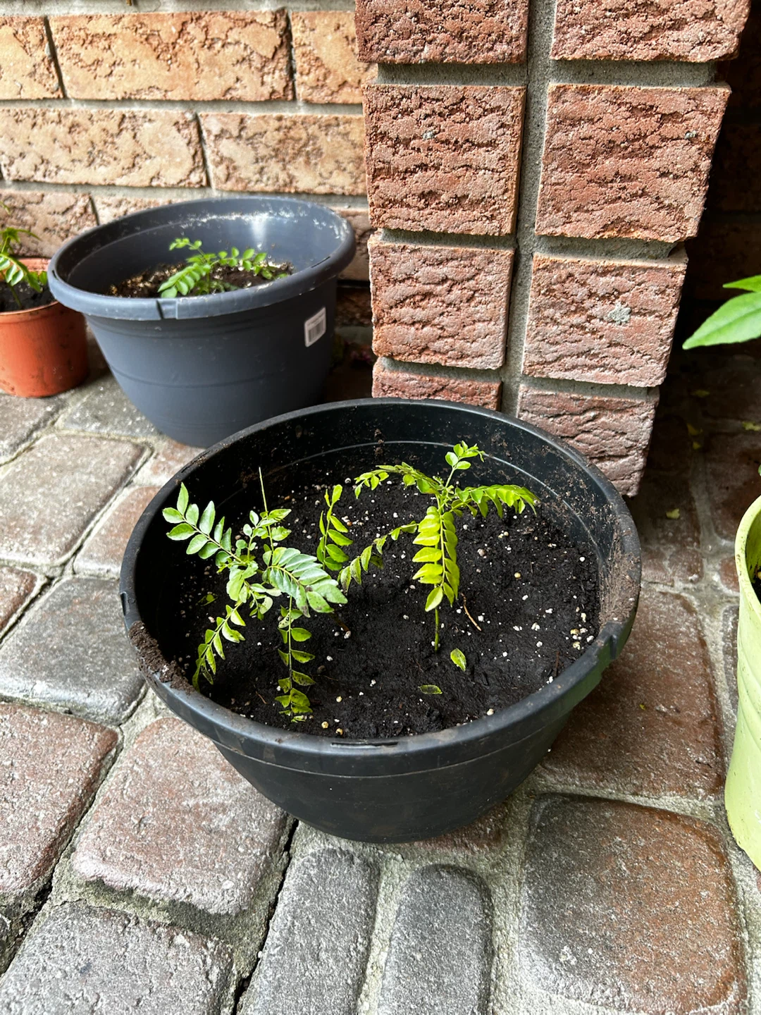 Healthy Curry Leaf Plant in Pot - photo 4