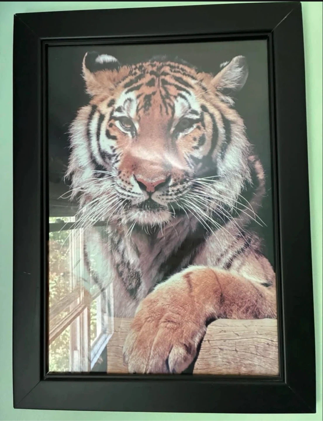 Set of 4 Framed Wild Animal