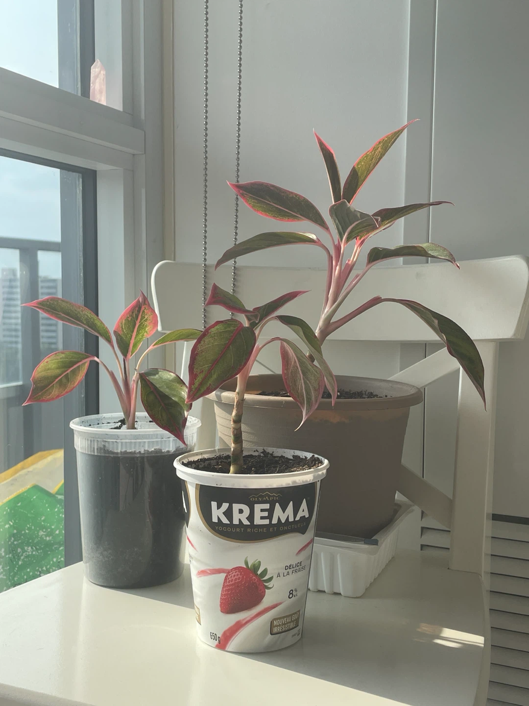🏡 Moving Out Sale – Chinese Evergreen Plant  🌿