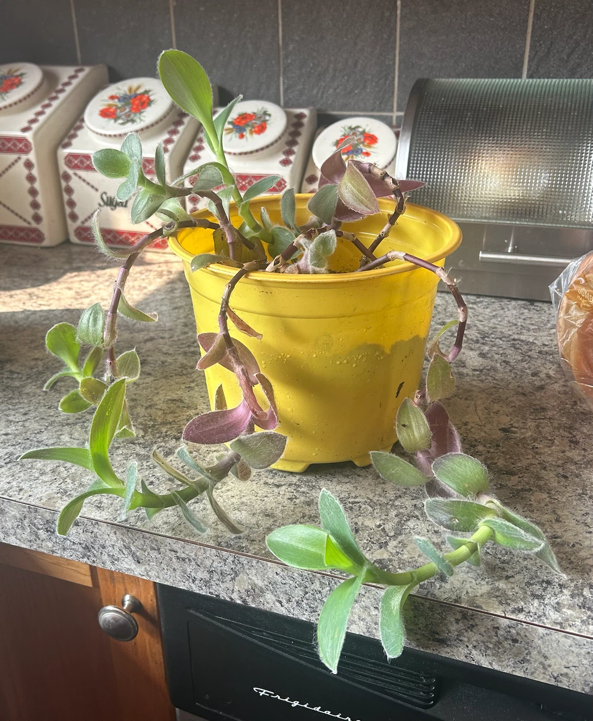 Potted Wandering Jew Plant