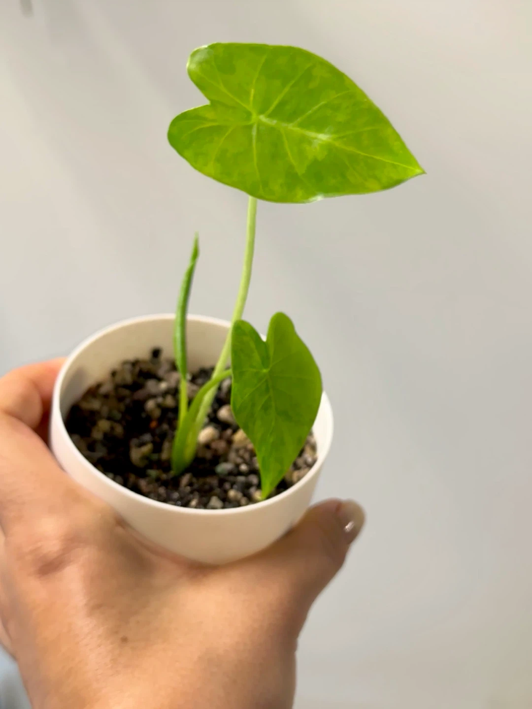 Alocasia Gaganea Aurea Plant