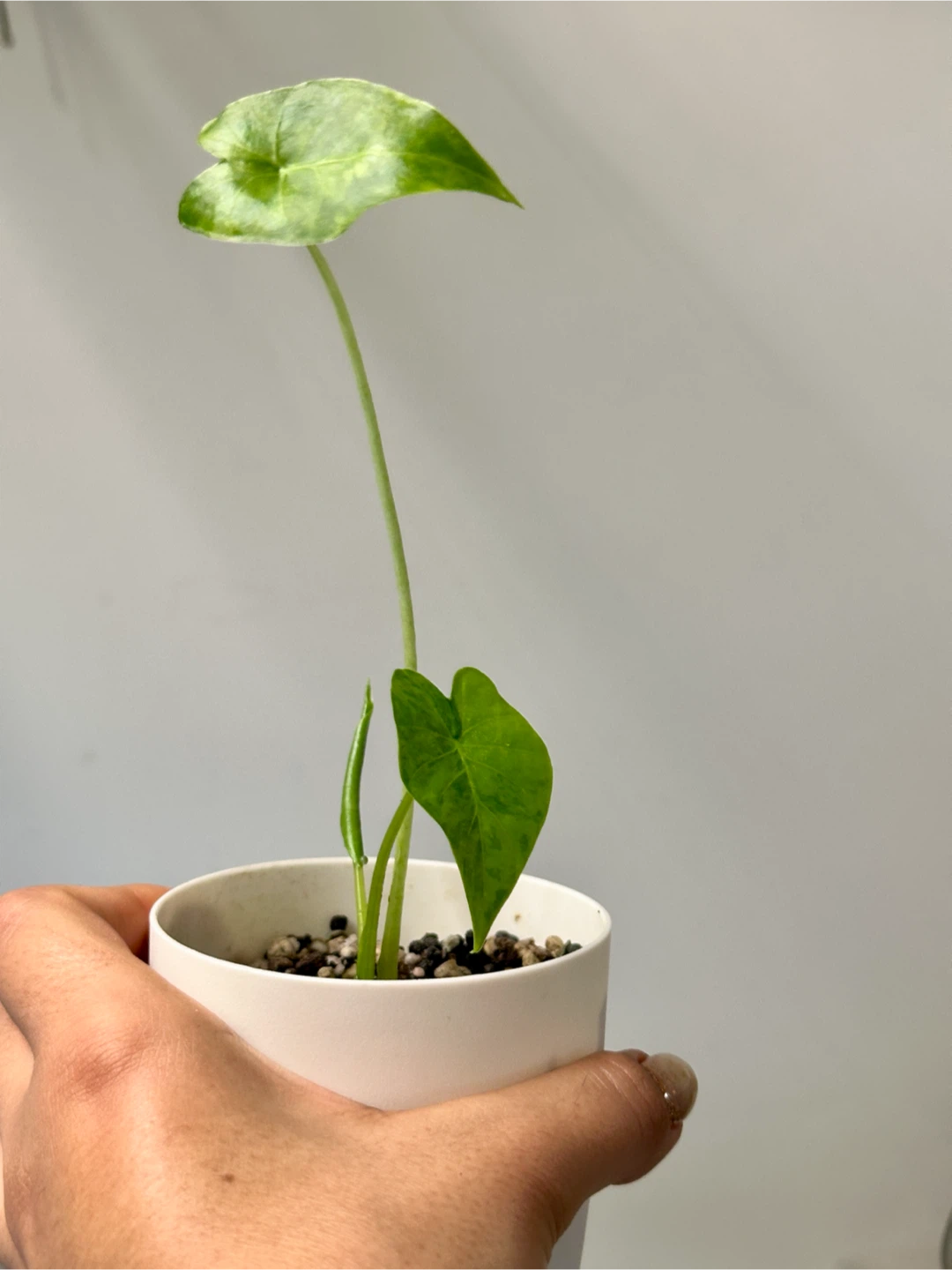 Alocasia Gaganea Aurea Plant - photo 2
