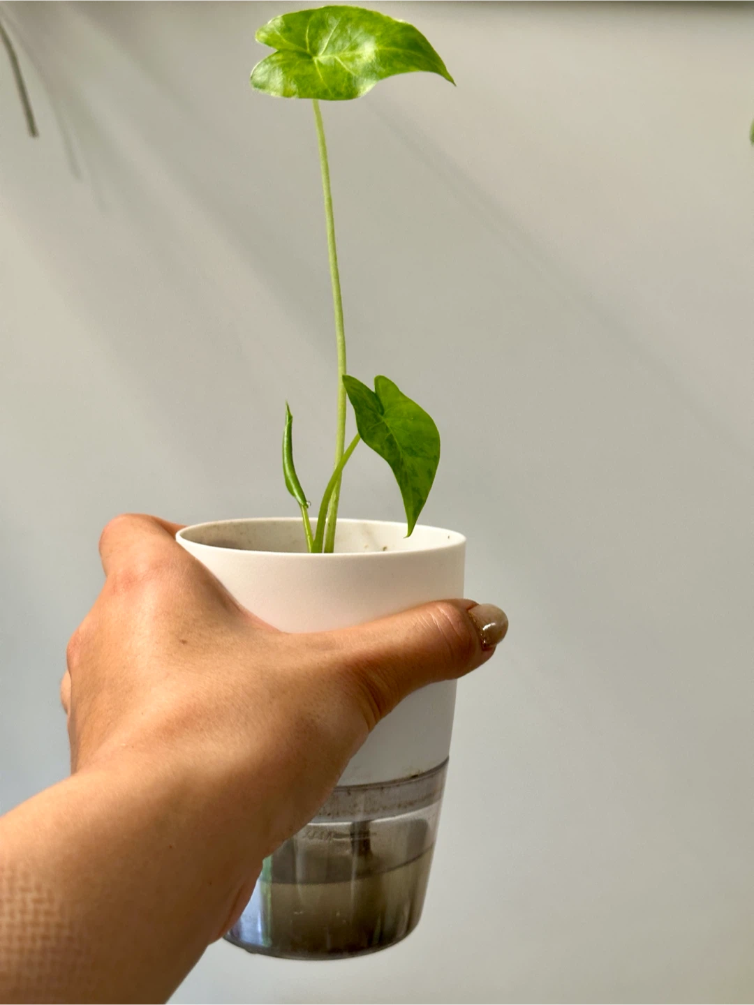 Alocasia Gaganea Aurea Plant - photo 3