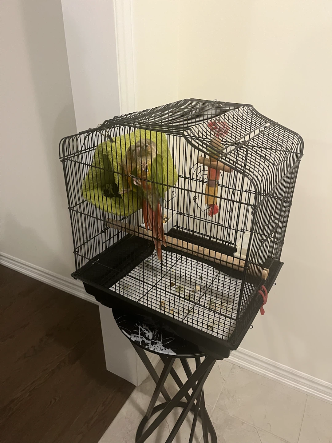Conure Birds with Cage
