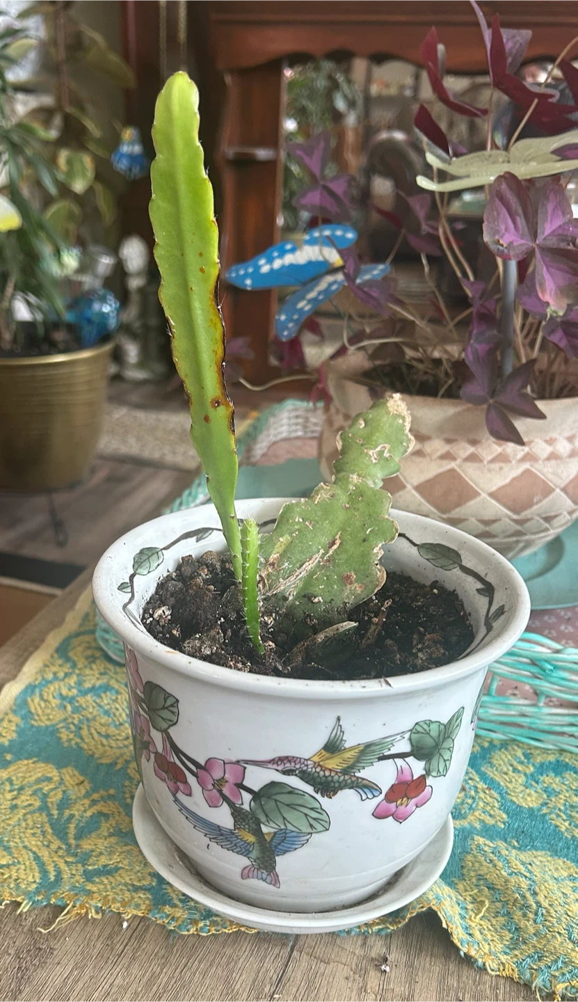 Dragon Fruit Cactus Cutting in Decorative Pot