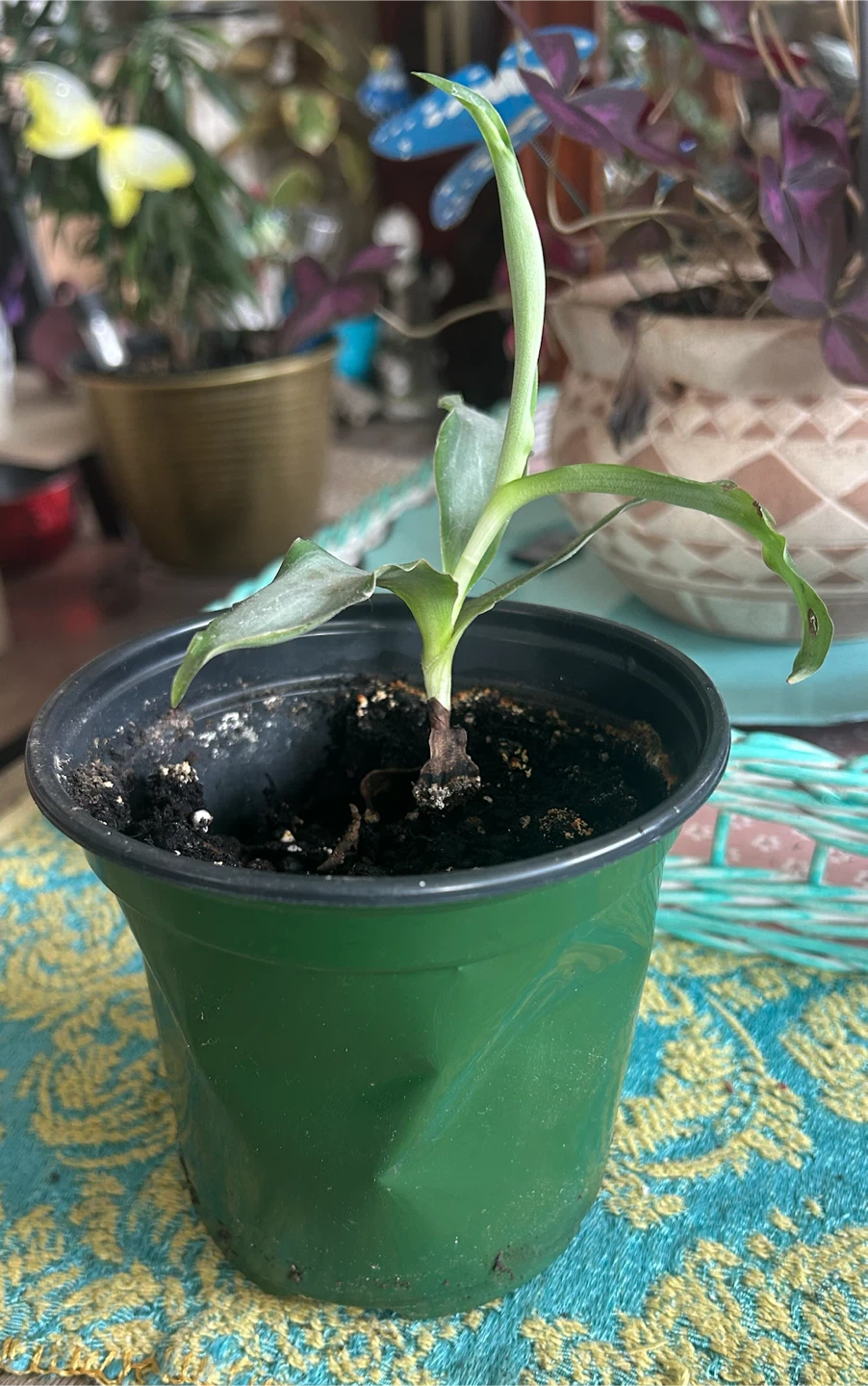 Callisia fragans Plant in Green Pot