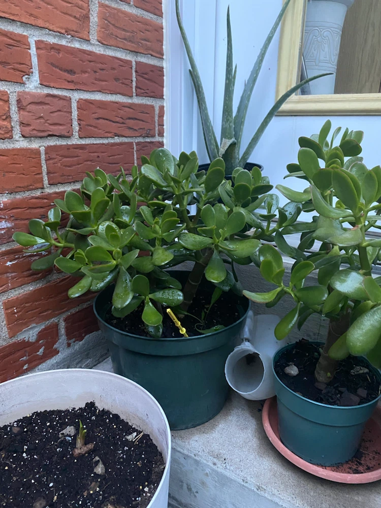 Jade Plants in Pots (four) - photo 3