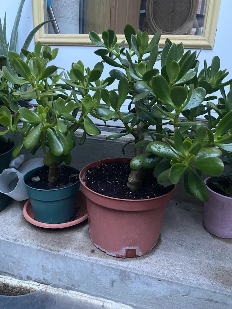 Jade Plants in Pots (four) - photo 4