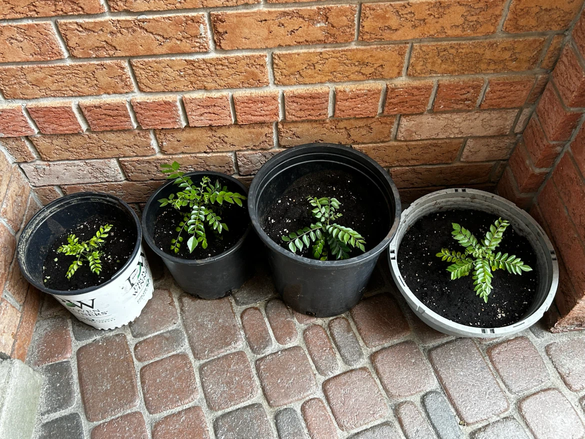 Healthy Curry Leaf Plant in Pot - photo 5