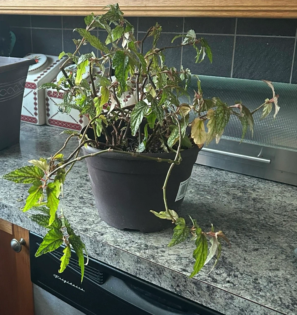 Angel Wing Begonia plant