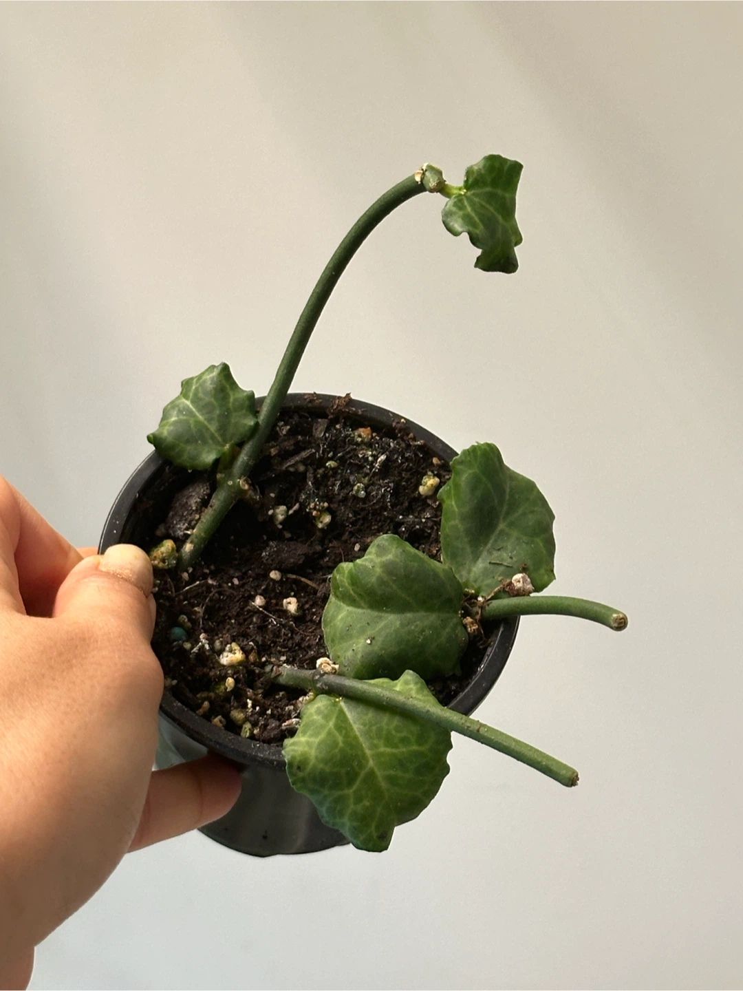 Ceropegia Sandersonii Plant