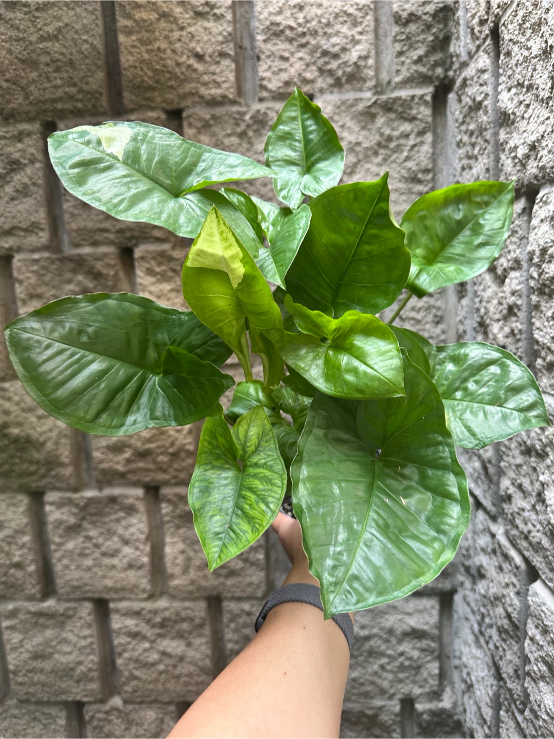 Syngonium Panda Galaxy Plant