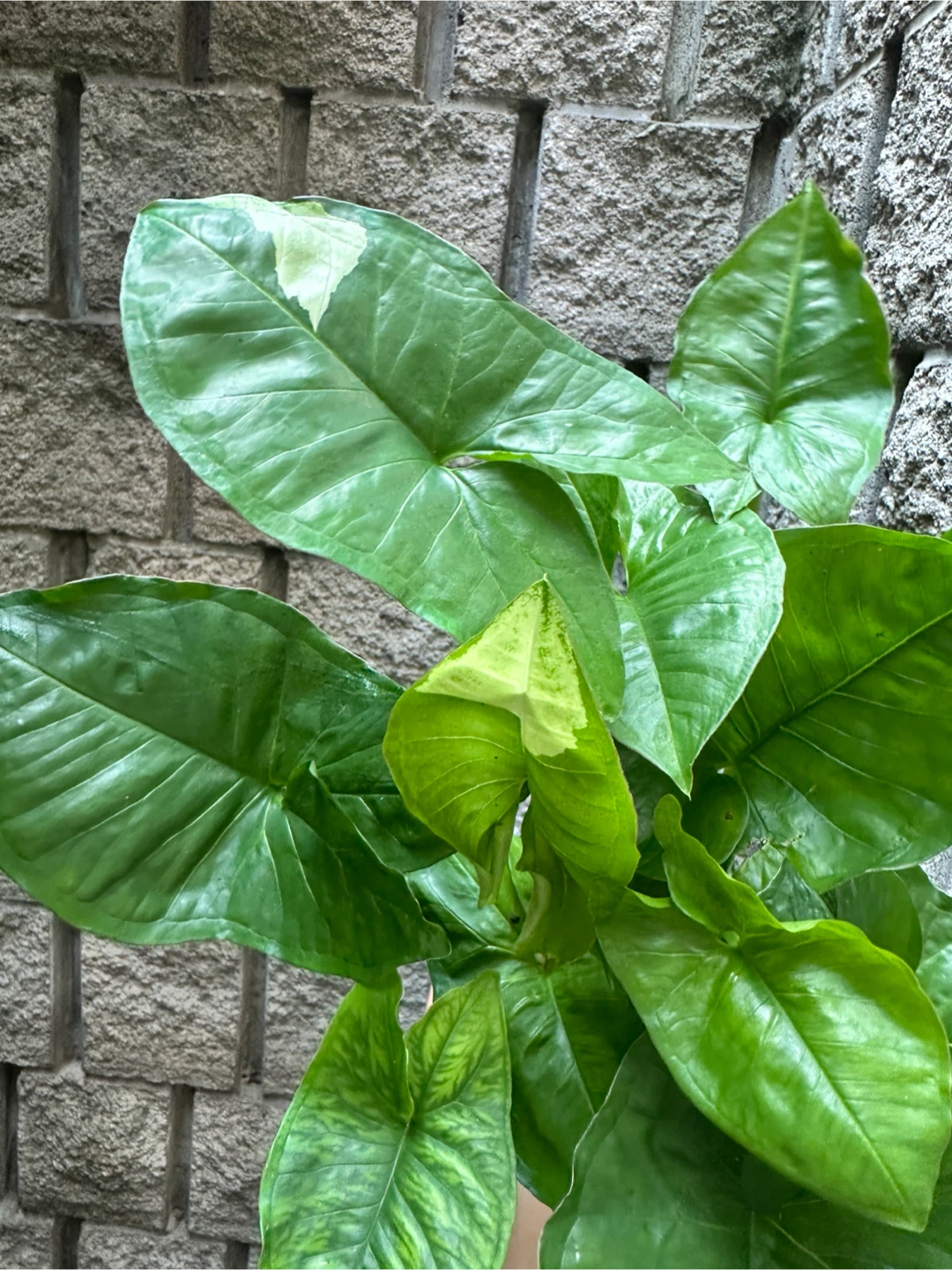 Syngonium Panda Galaxy Plant - photo 2