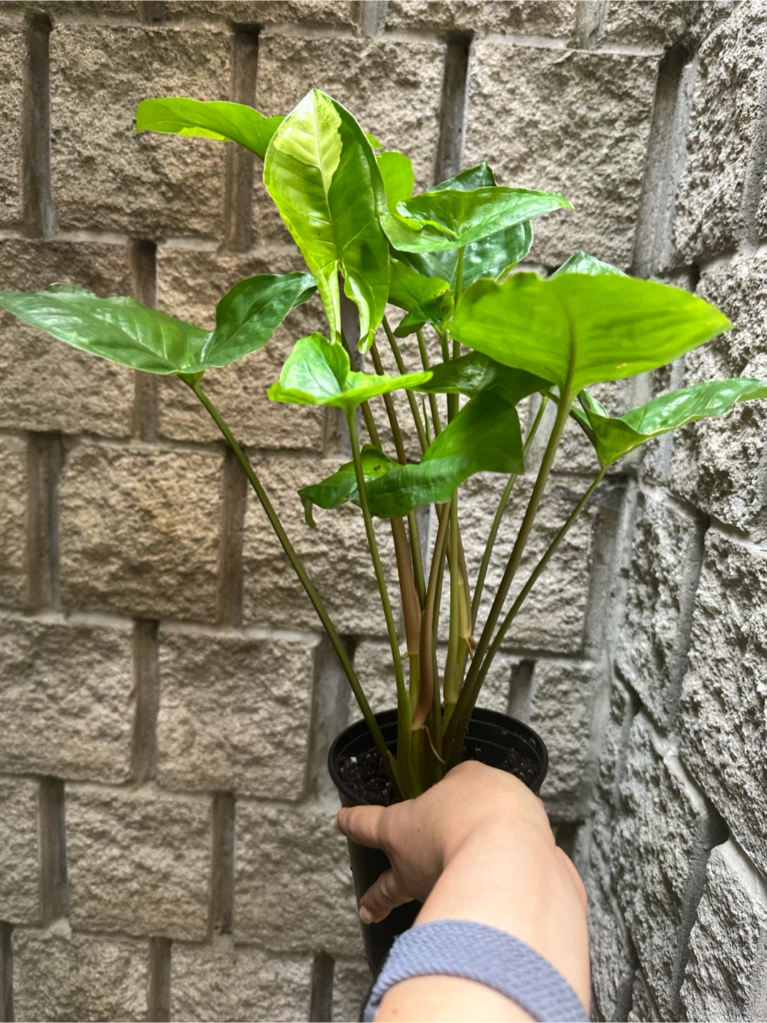 Syngonium Panda Galaxy Plant - photo 3