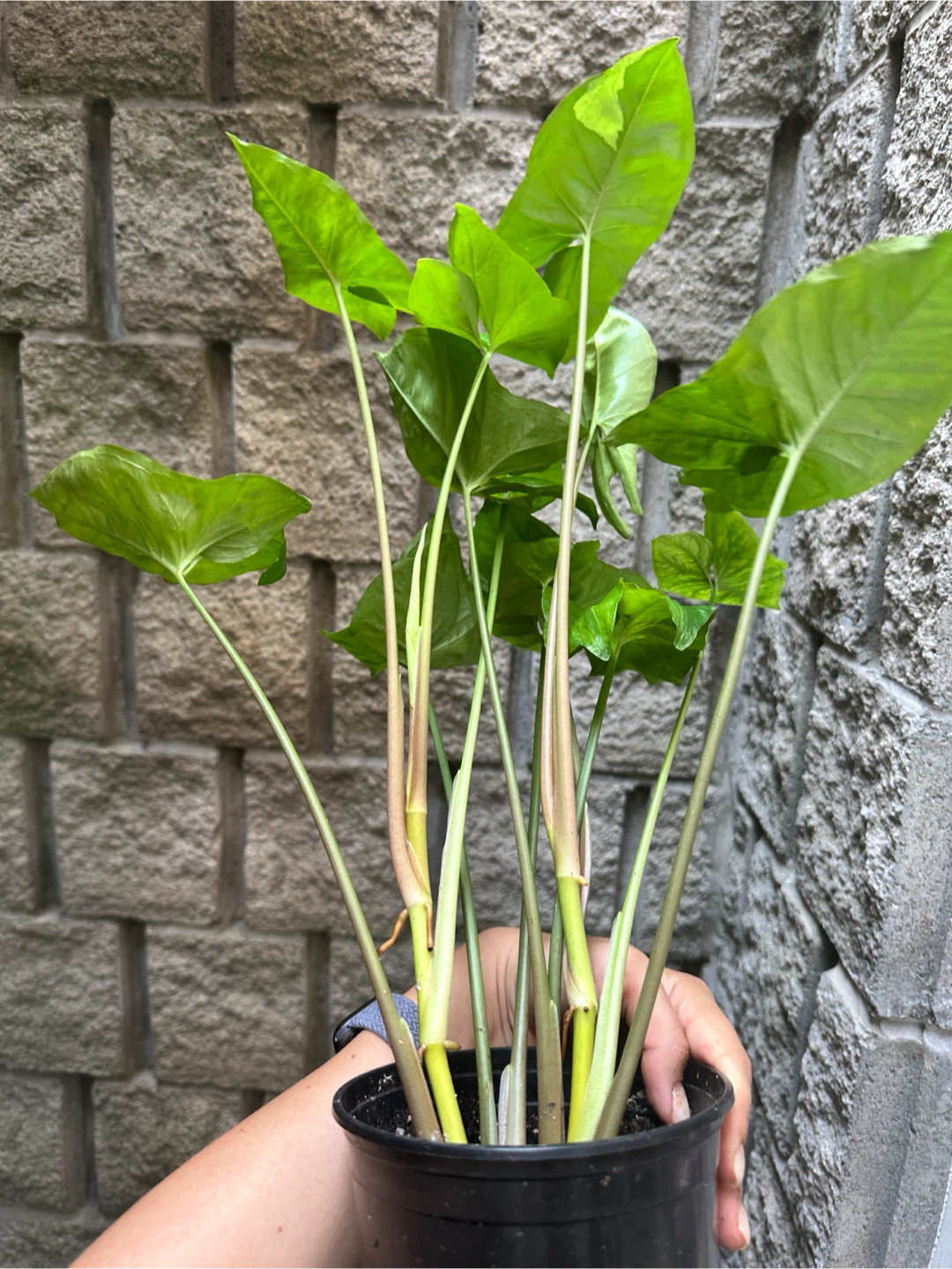 Syngonium Panda Galaxy Plant - photo 5