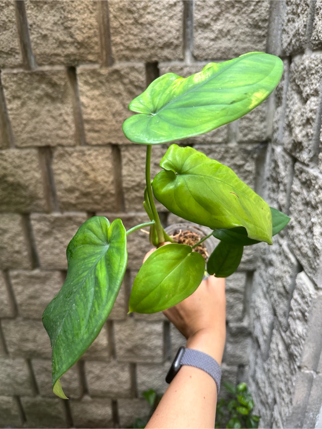 Syngonium Chiapense Plant Reverted