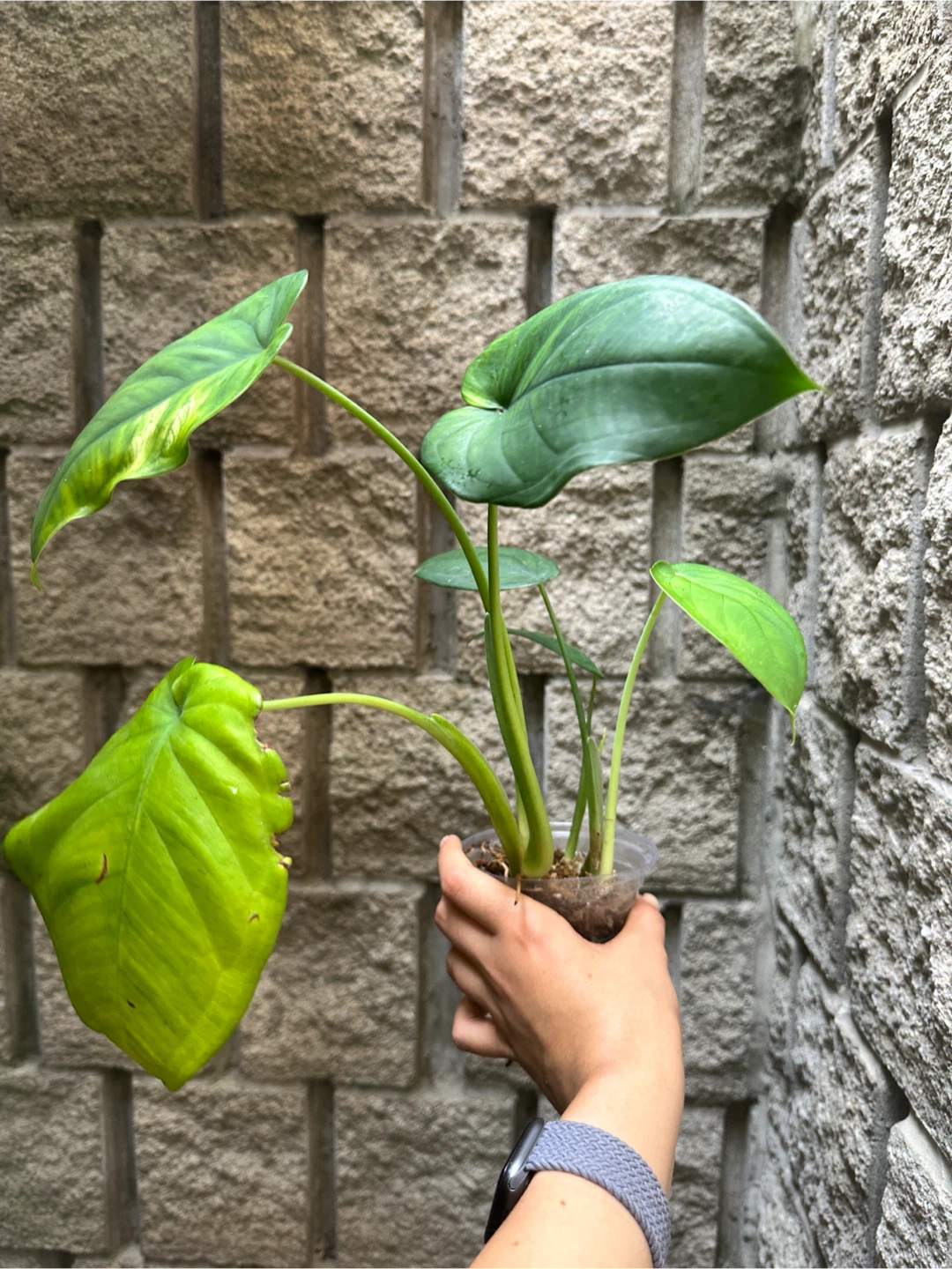 Syngonium Chiapense Plant Reverted - photo 2