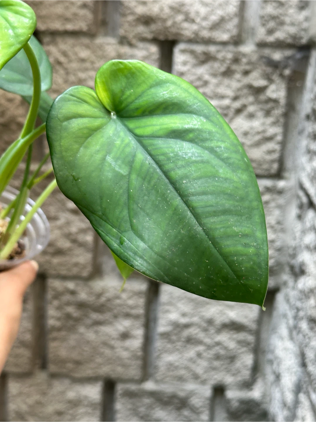 Syngonium Chiapense Plant Reverted - photo 3