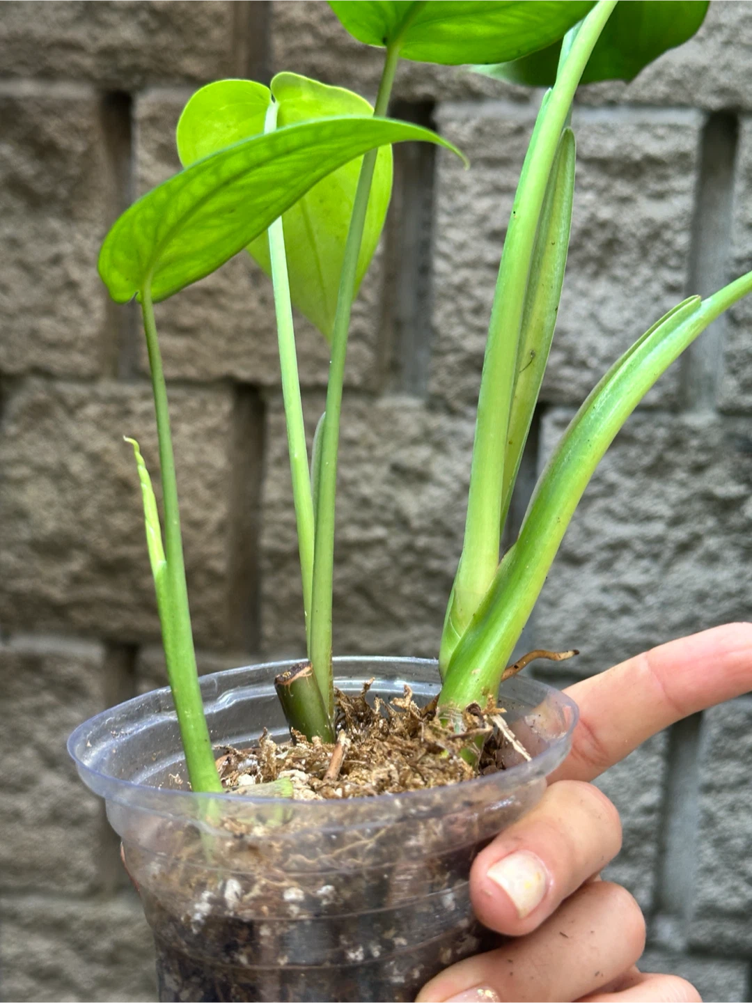 Syngonium Chiapense Plant Reverted - photo 4