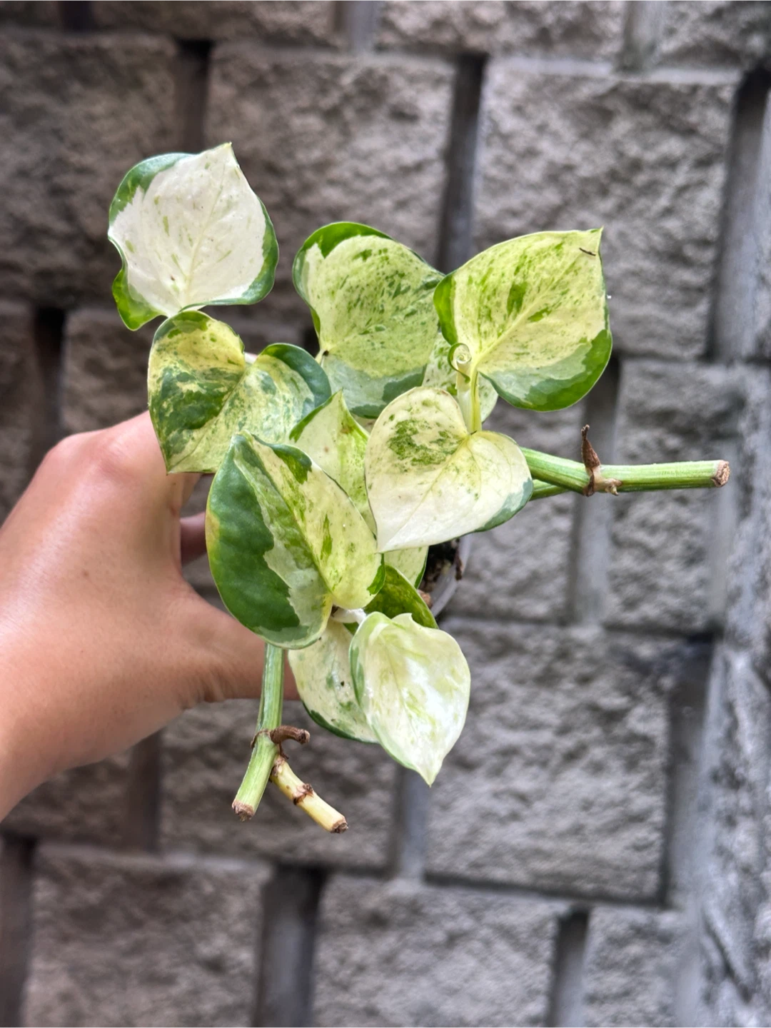 Manjula Pothos Plant