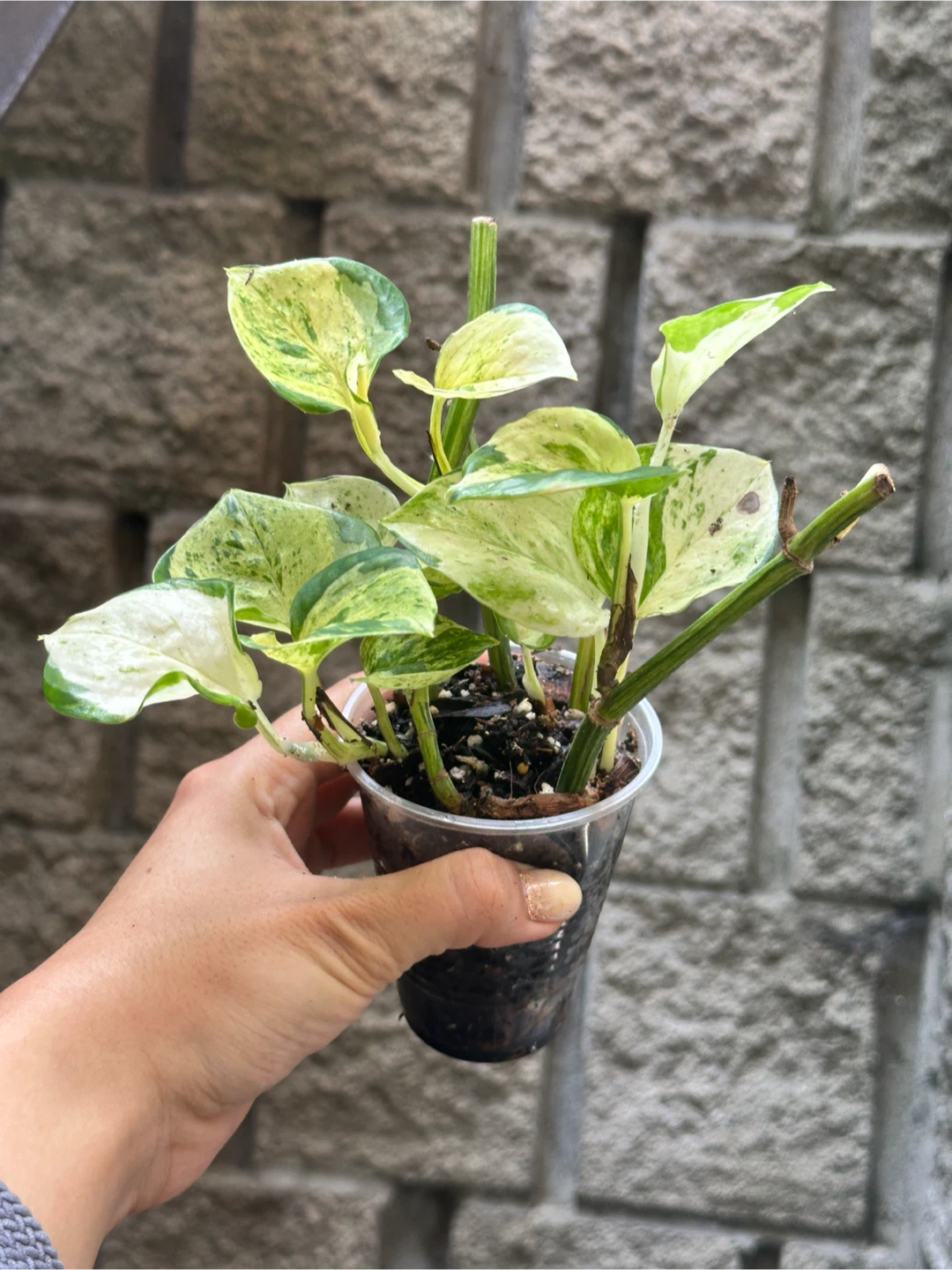 Manjula Pothos Plant - photo 2