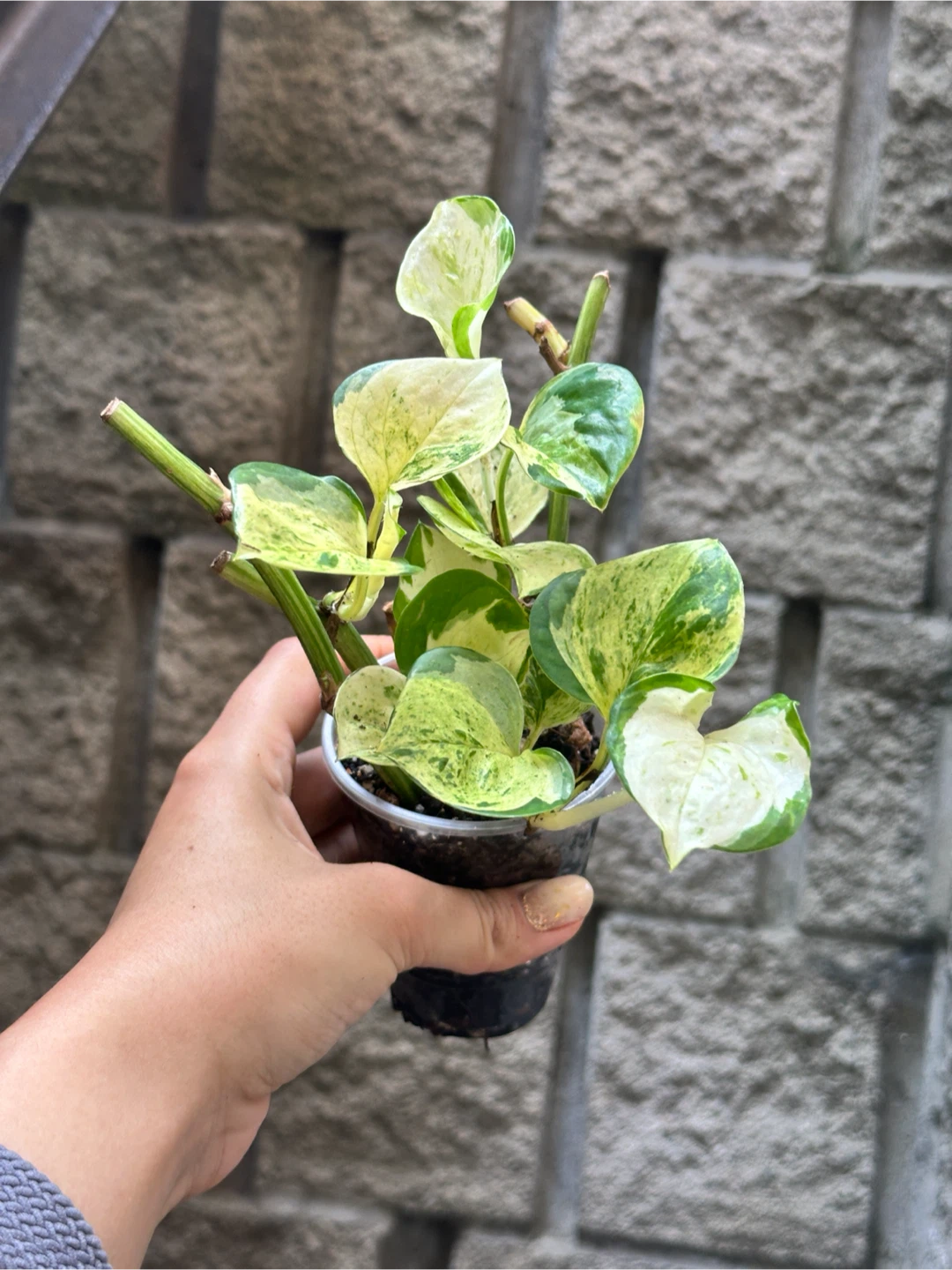Manjula Pothos Plant - photo 3