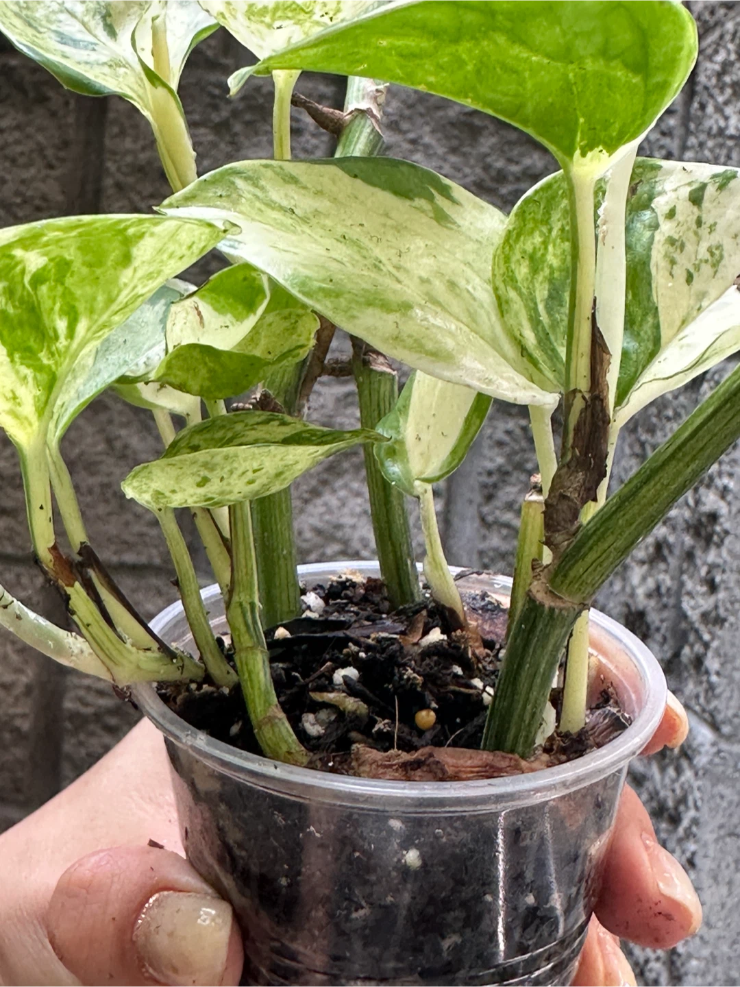 Manjula Pothos Plant - photo 4