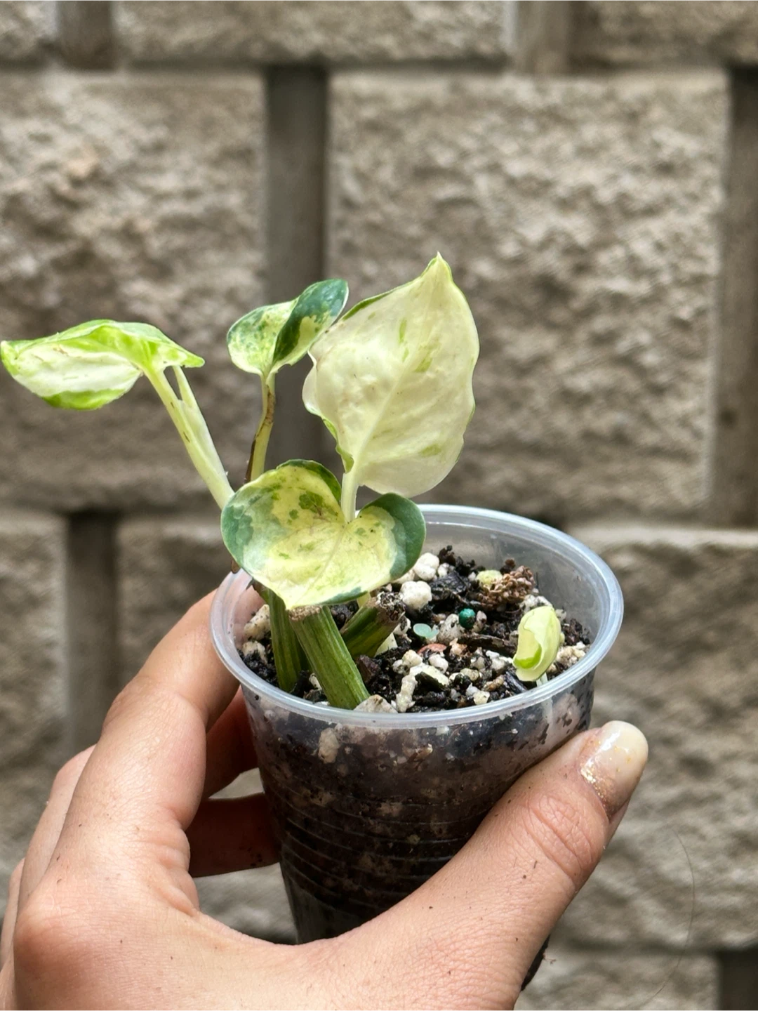 Manjula Pothos Plant - photo 2