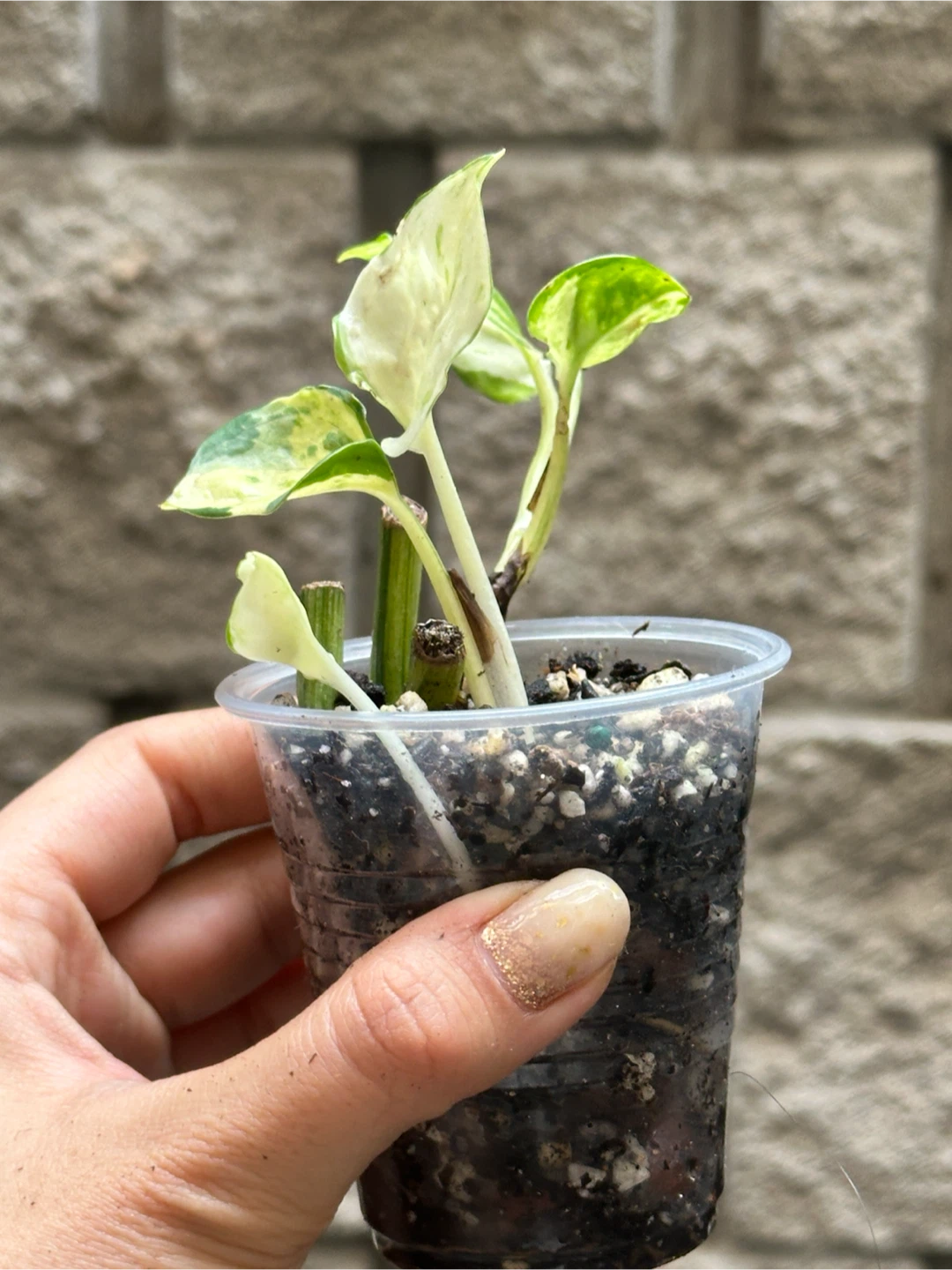 Manjula Pothos Plant - photo 3