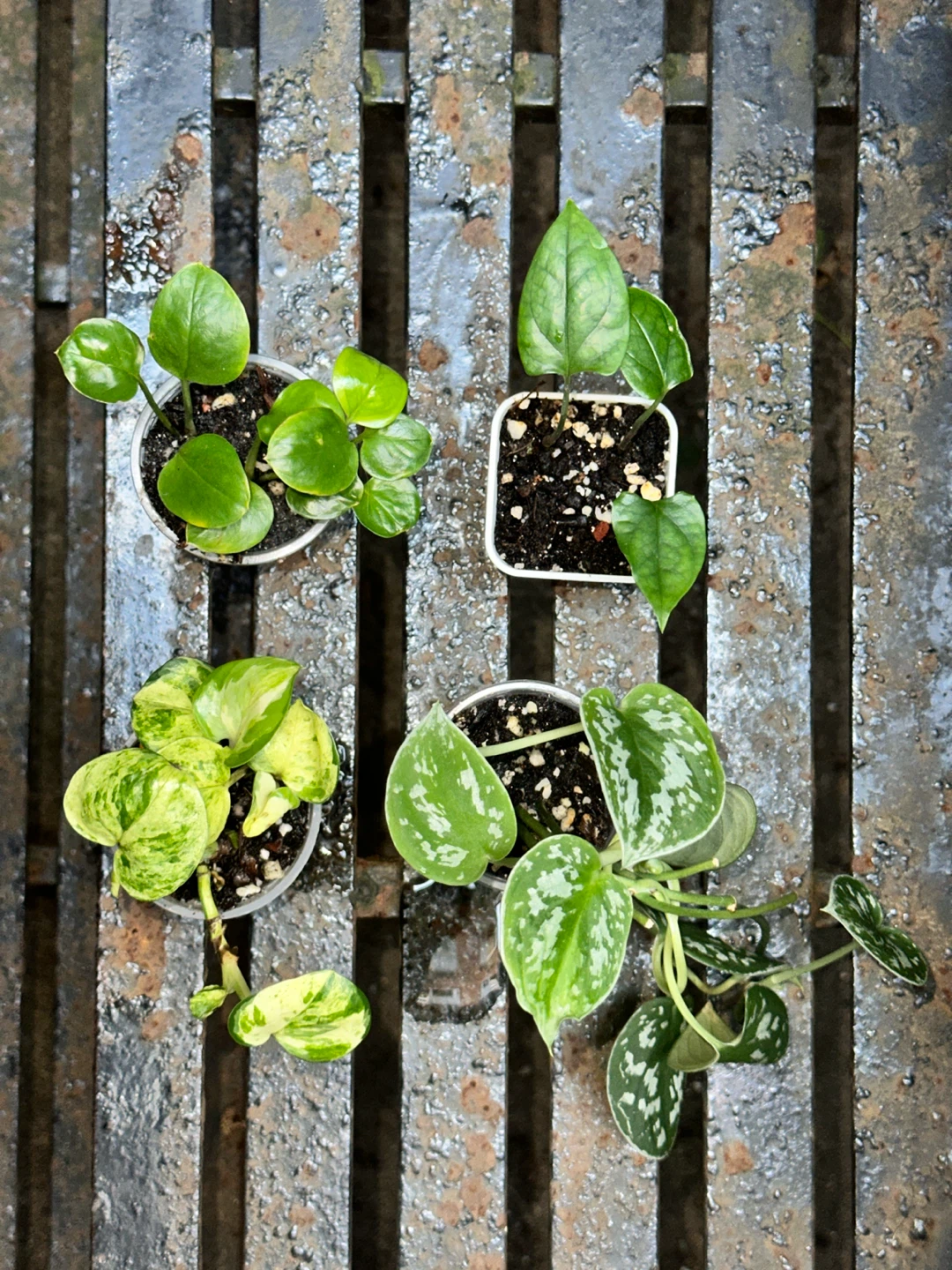 Trailing Plant Bundle