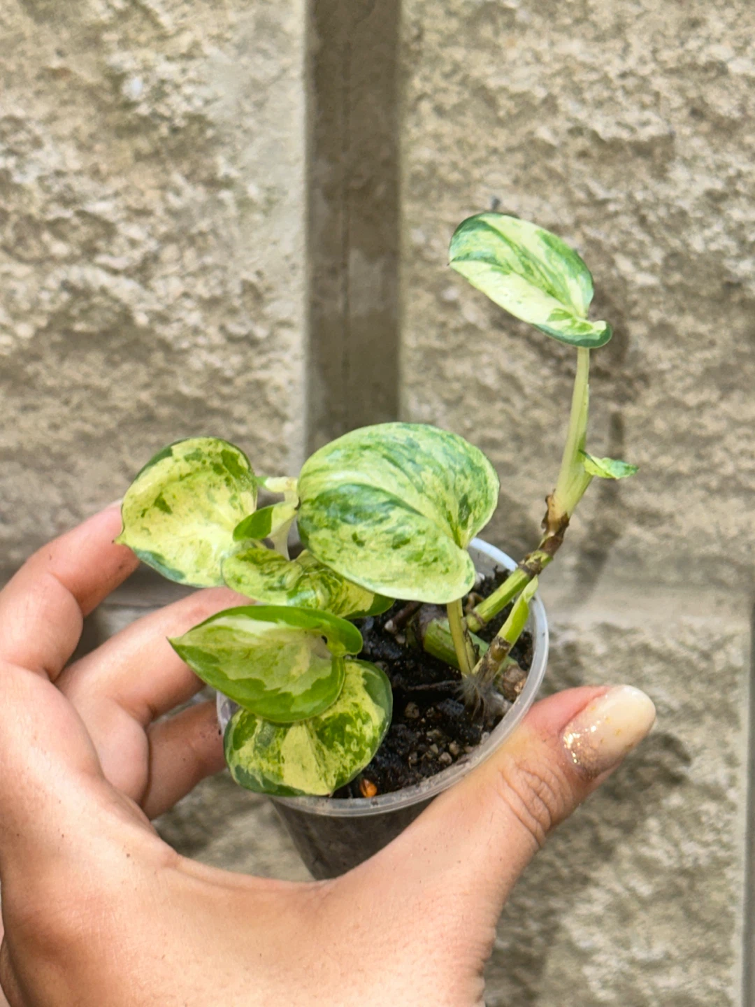 Trailing Plant Bundle - photo 2